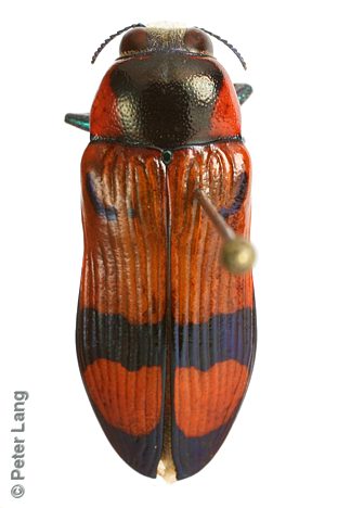 Temognatha flavicollis, DAY192, KI, 18.2 × 7.2 mm